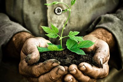hands holding dirt with a new green plant